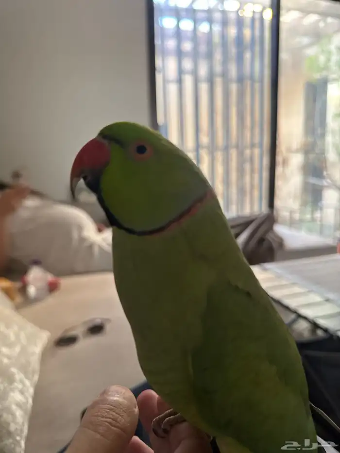 طير درة هندي اخضر مفقود 0