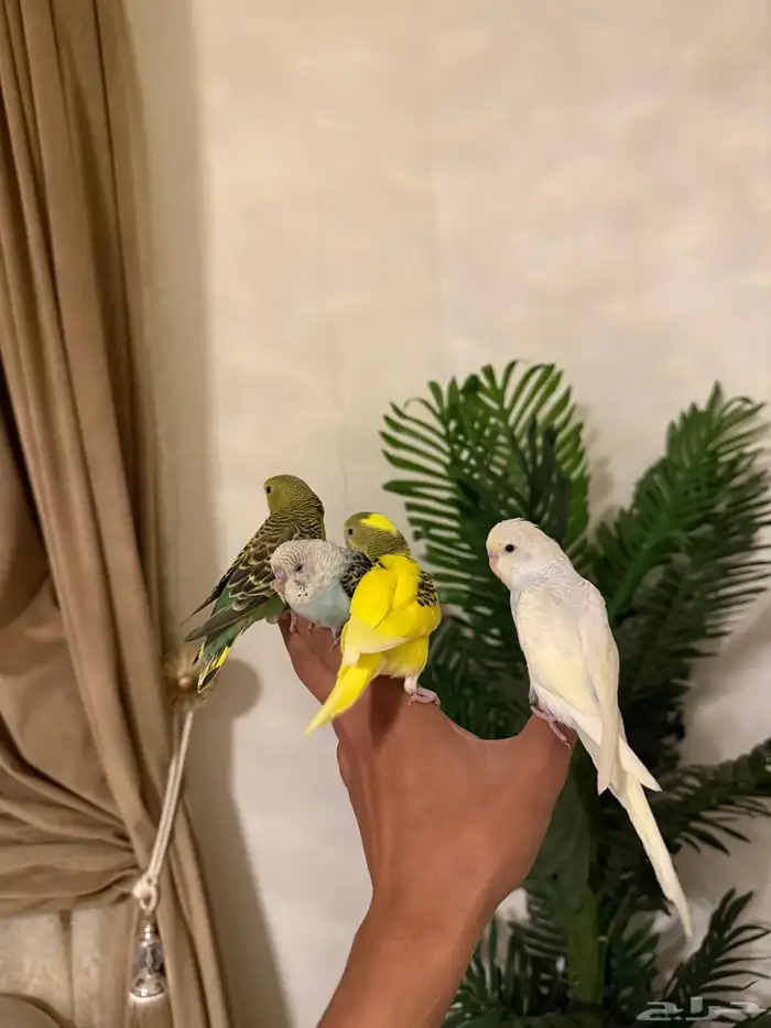 طيور بادجي وروز اليفه 8