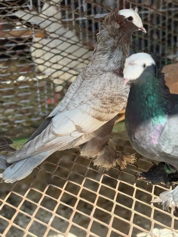 حمام ساكسون 7