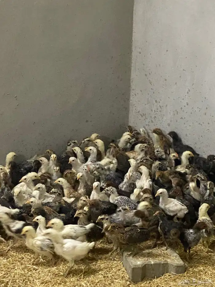 صيصان بلدي وفرنسي للبيع 0