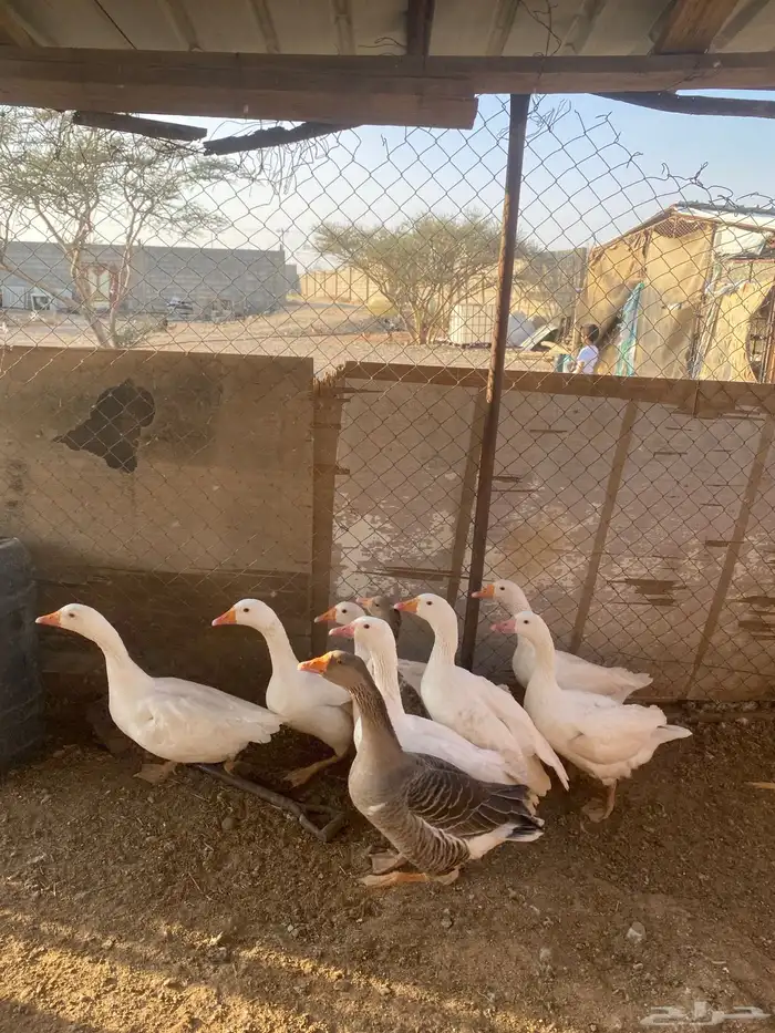 وز بلدي للبيع 5