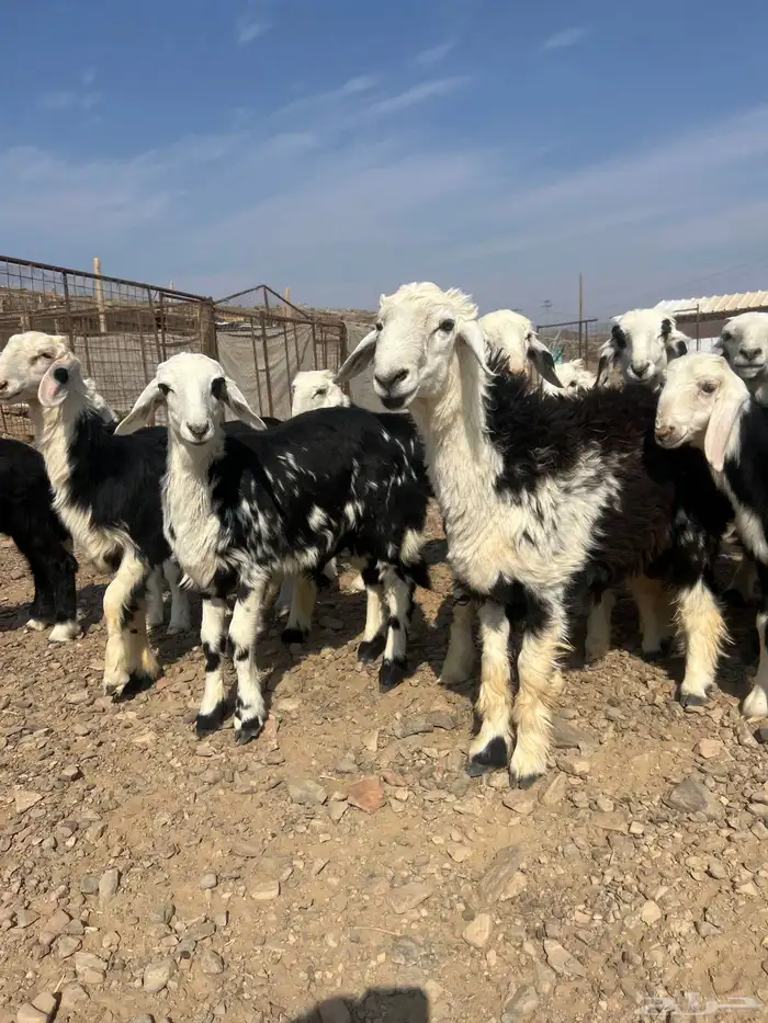 طليان نجد ذبايح 0