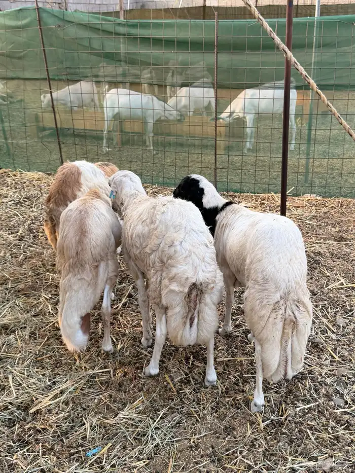 طليان رفيدي 1