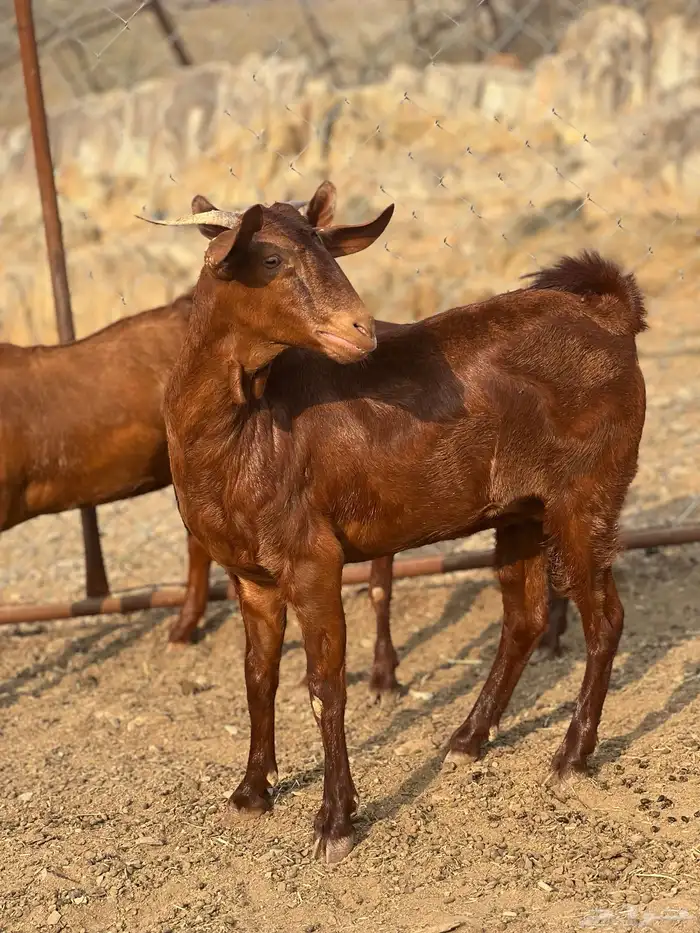 جفار دهم بعضهم دفيع 0