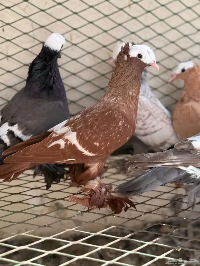 حمام ساكسون 11