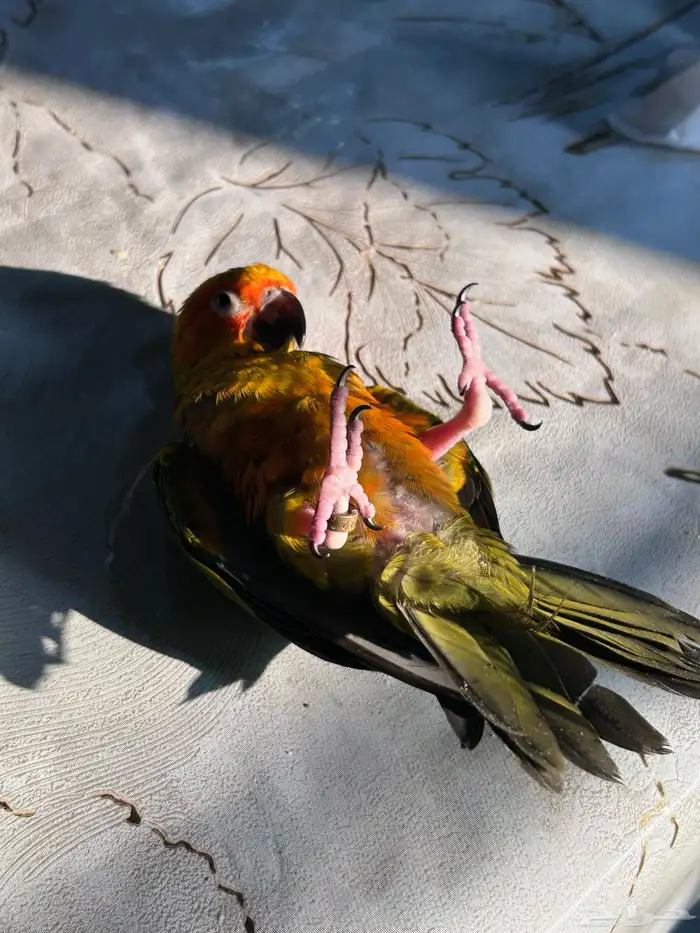 فرخ صن كنيور مجنون غر 5