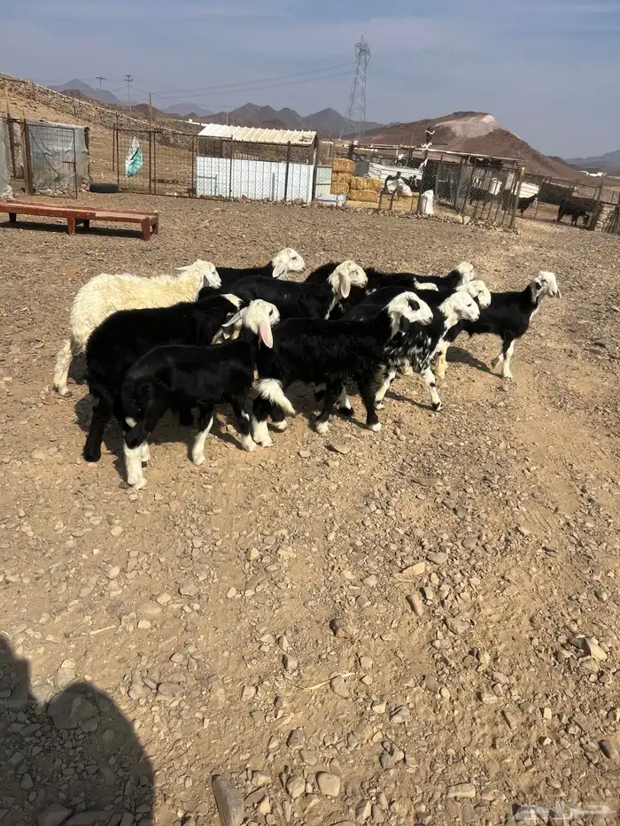 طليان نجد ذبايح 5