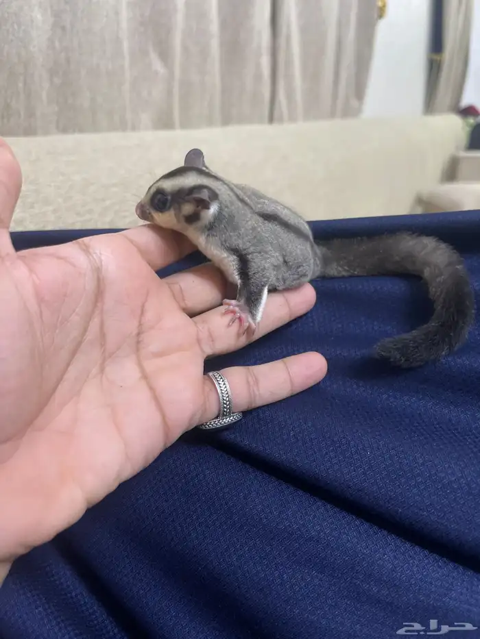 السنجاب الطائر سنجاب الشوقر قلايدر 1