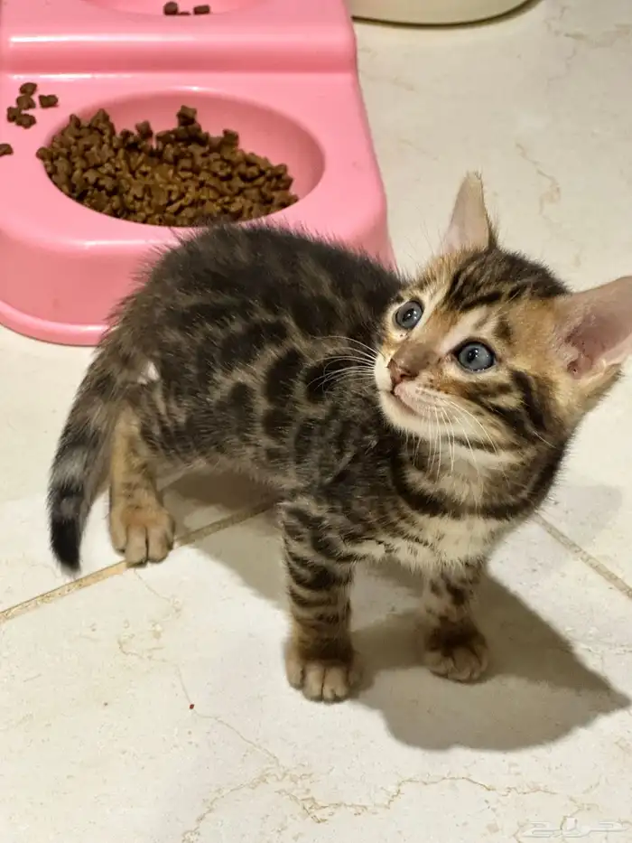 قطط بنغال للبيع مستويات قوية 6