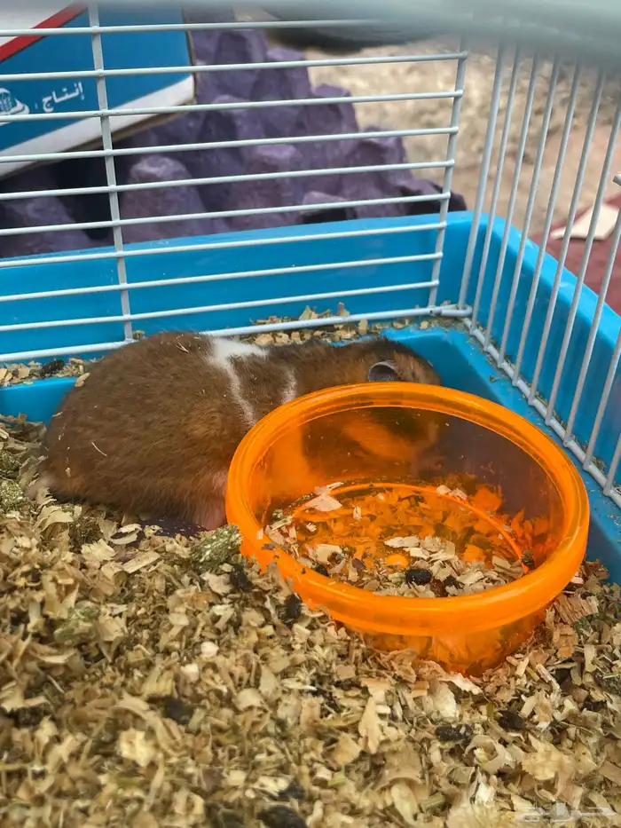 هامستر للبيع مع القفص 0