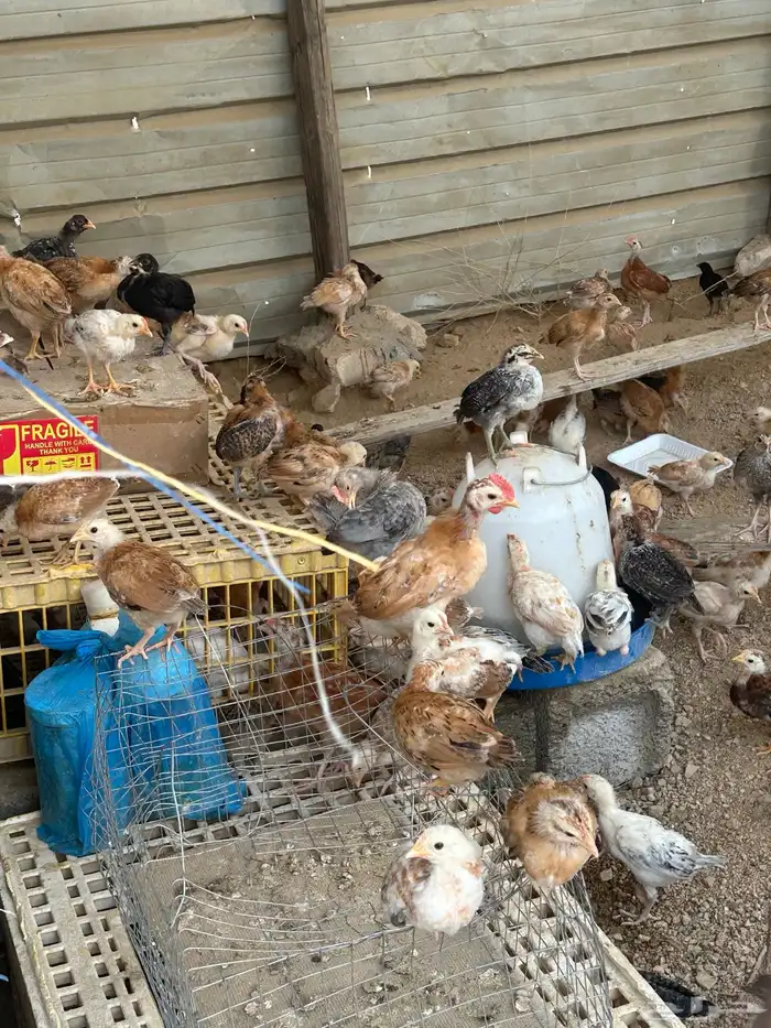 صوص عمر شهر 3