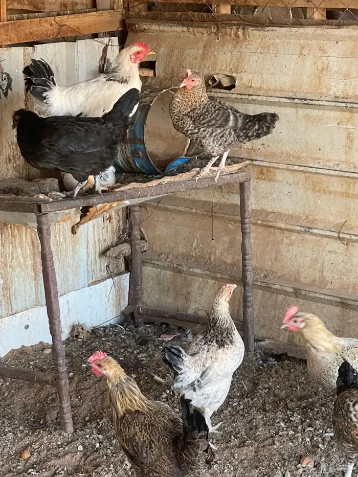 دجاج للبيع 6