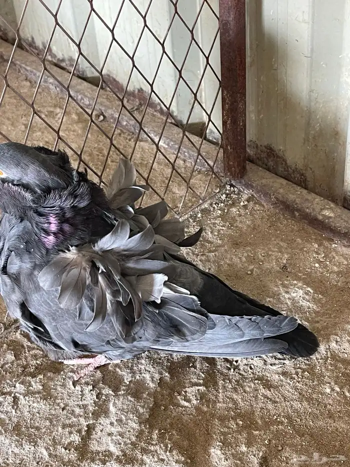 للبيع زوج كشكي  تب التب 0