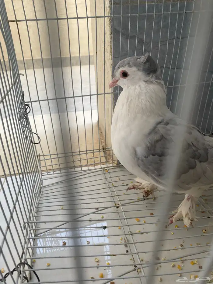 انثا شرزي اللون رصاصي شرط انتاج 100 100 علا السوم 0