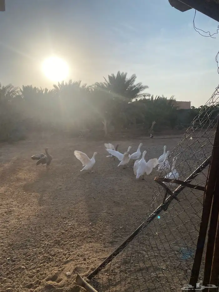 وز بلدي للبيع 2