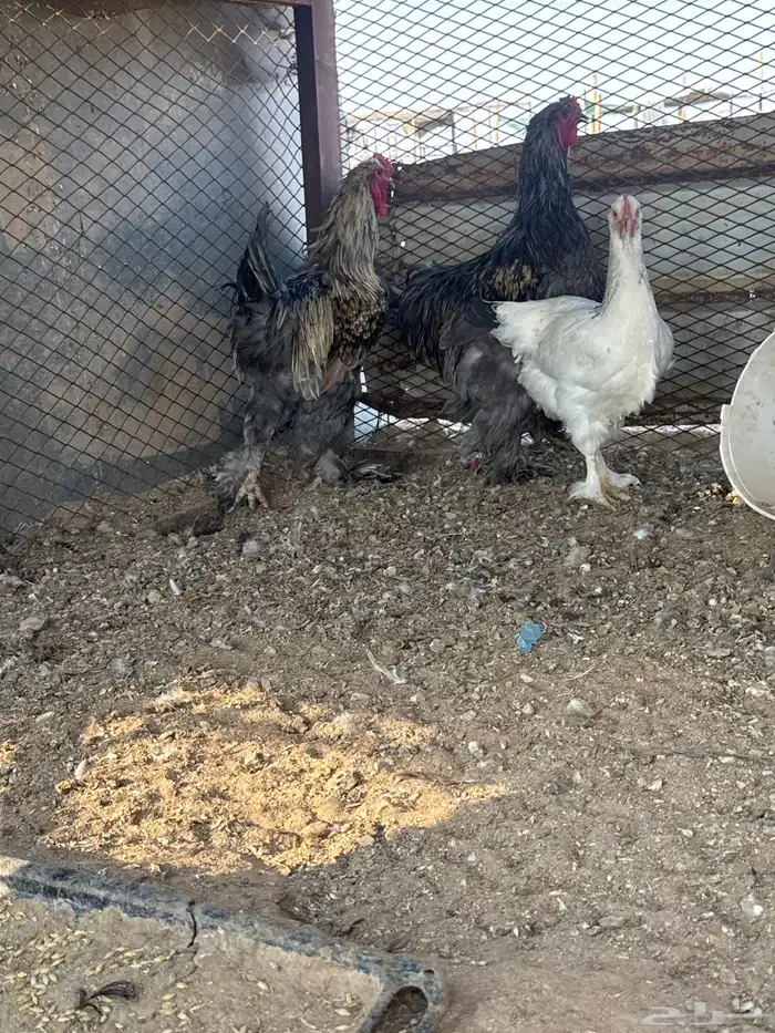 دجاج براهما 2 ديك 1دجاجه الصحه شرط 6