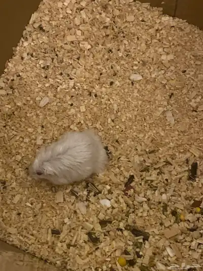 هامستر روسي index