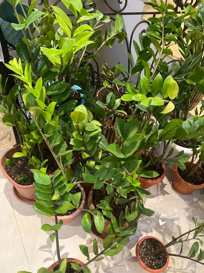 زرع داخلي مختلف الانواع وسعروا طيب جدا 5