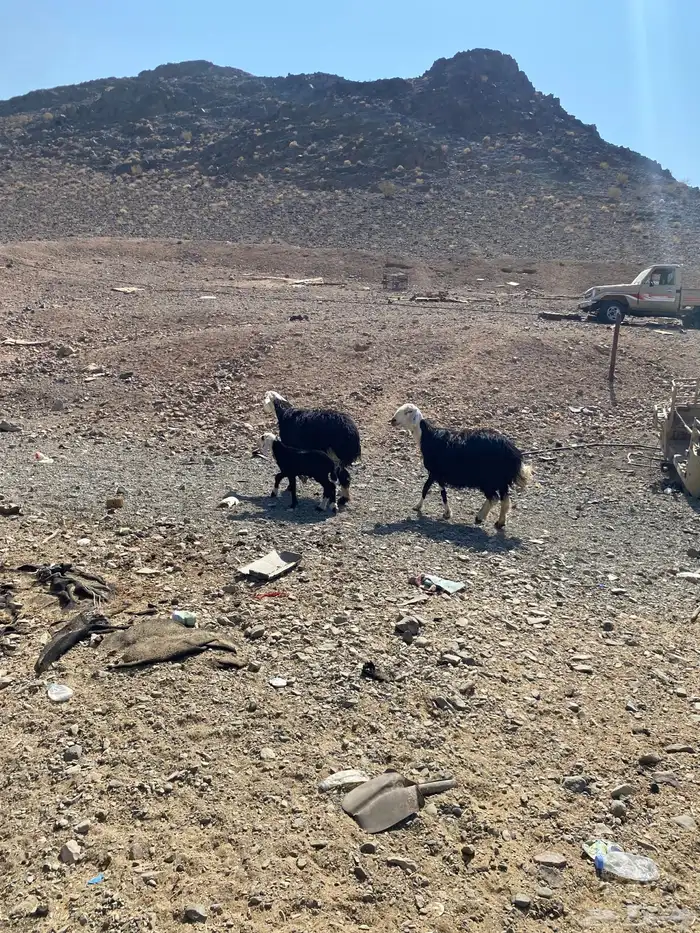 نعاج نجديات للبيع 1