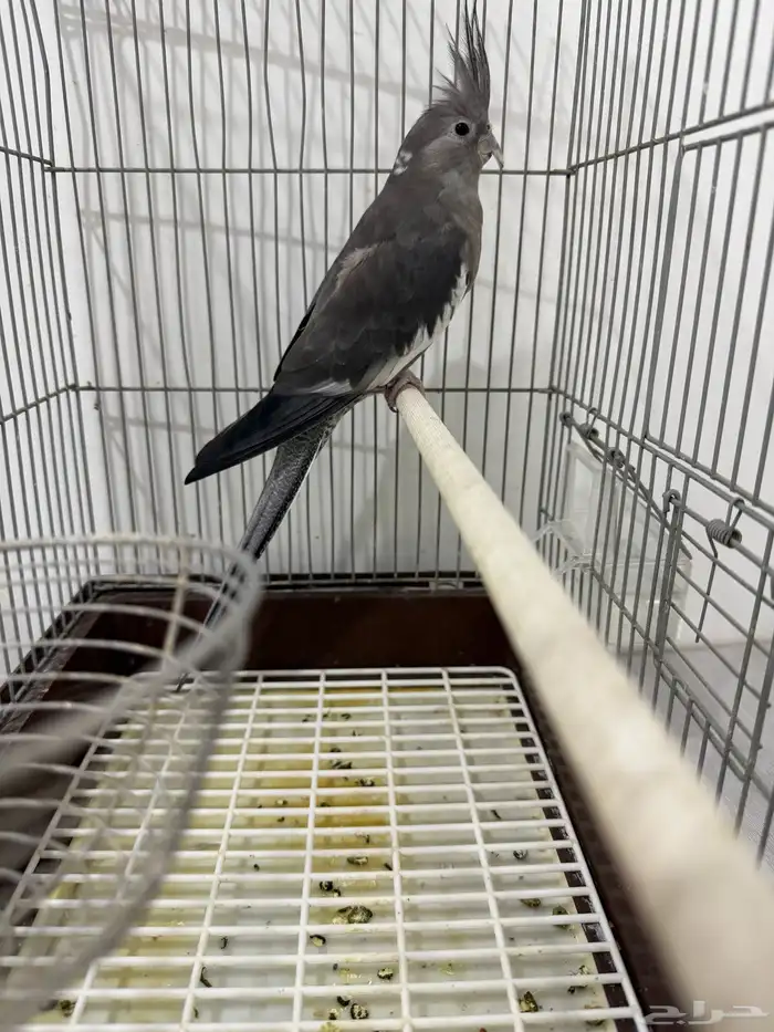 كروان تربيه 1