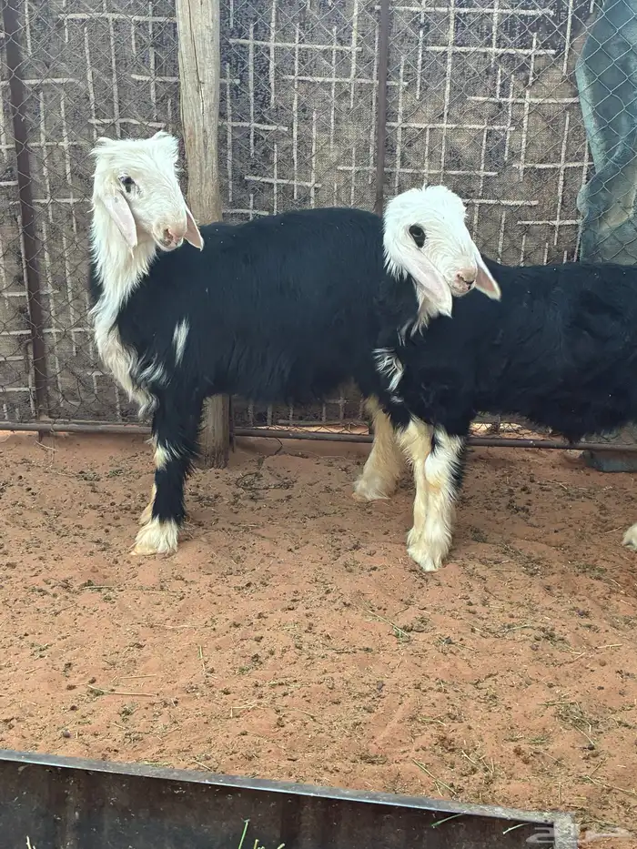 بهم نجد طيبات 0