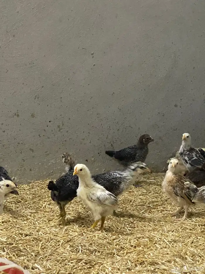 صيصان بلدي وفرنسي للبيع 4