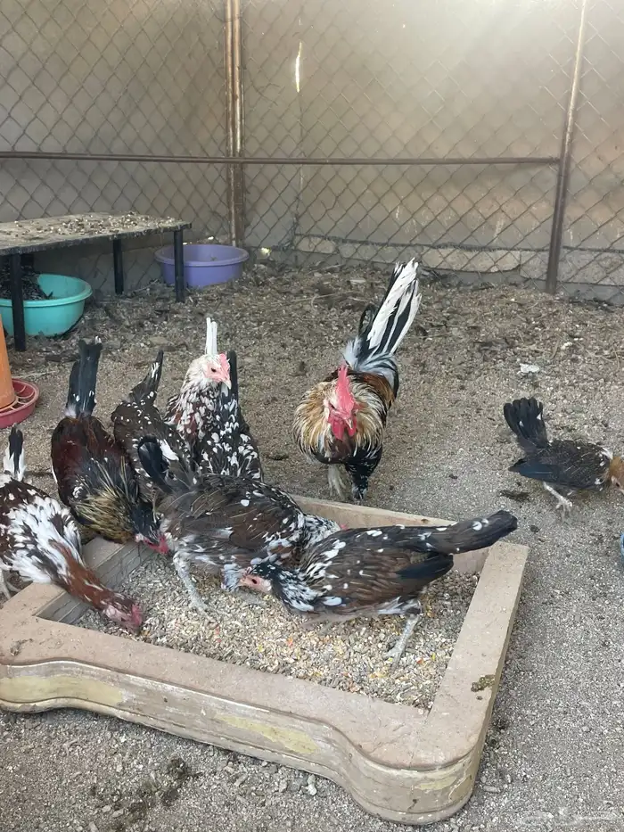 للبيع دجاج ماكنتوش حضان اصيل 5