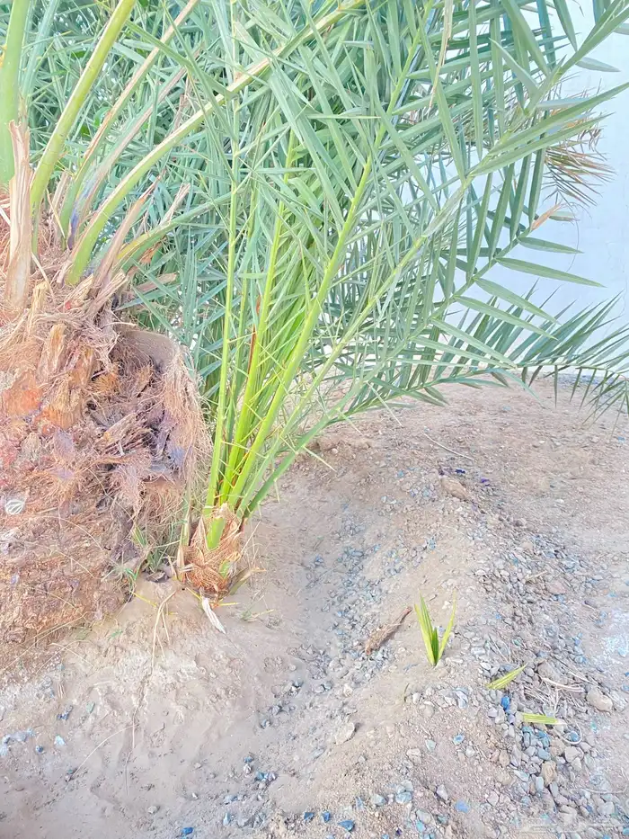 جثيث نخل برني 2