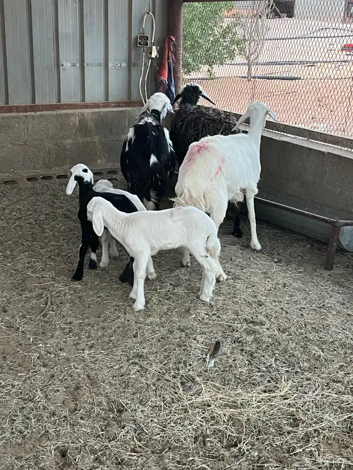 حريات وليد 0