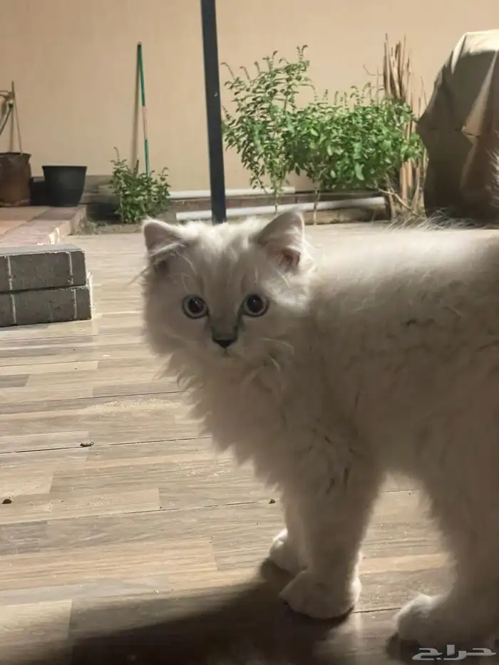 قط ذكر وانثى للتبني 1