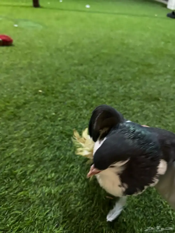 حمام زينه منتج نفاخ 13