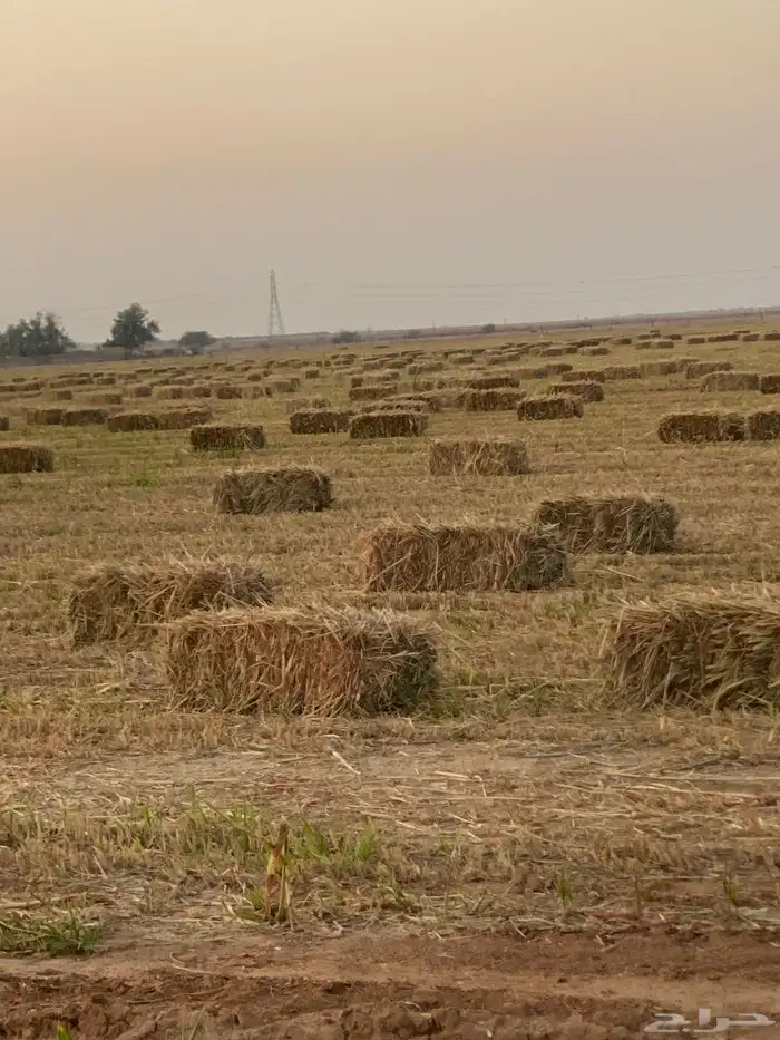 ذرة جيزنية 2