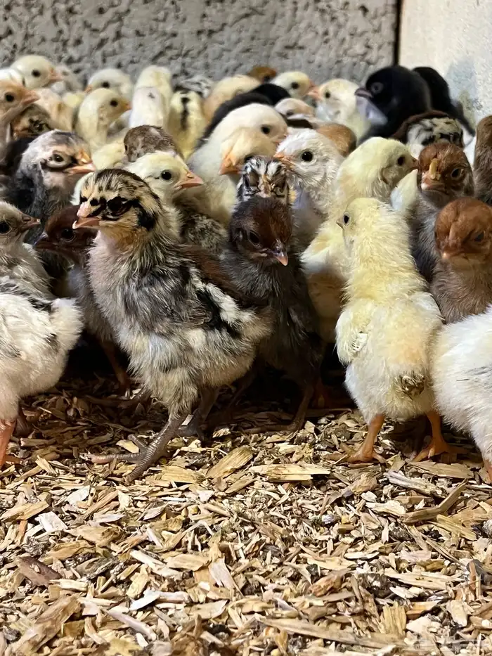 صوص دجاج بلدي 8