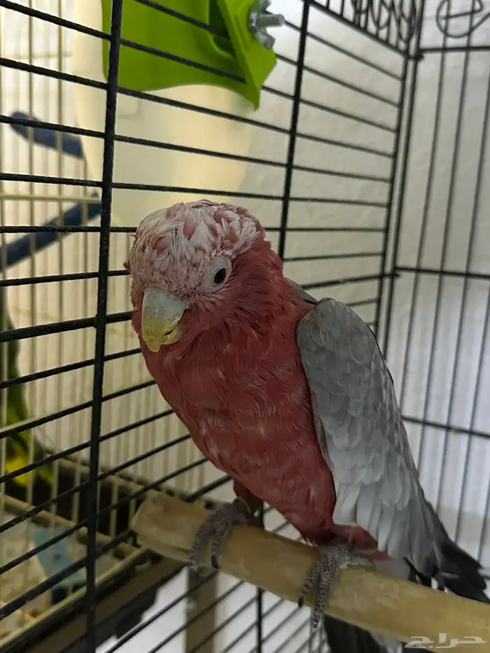 عرض على ذك ر كوكاتو جالا طفره 1