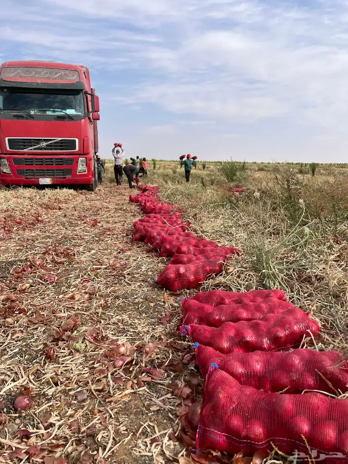 بصل للبيع احجام طيبه نوفر لكم بالطلب 0