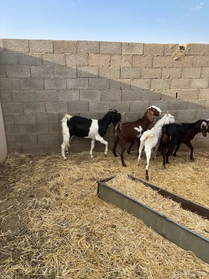 للبيع معزا دفيع ومضاريع 3