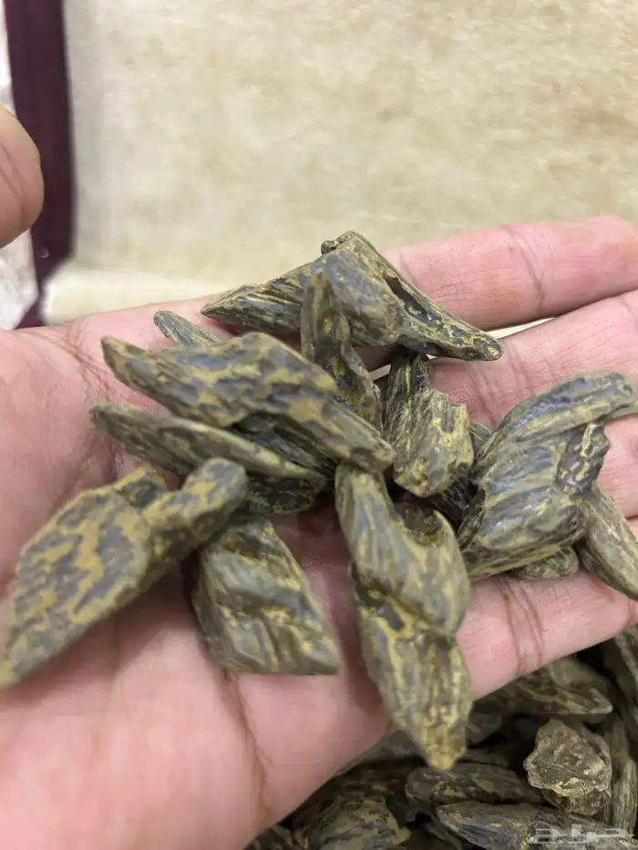 تصفية بضاعة محل عود كامله 22