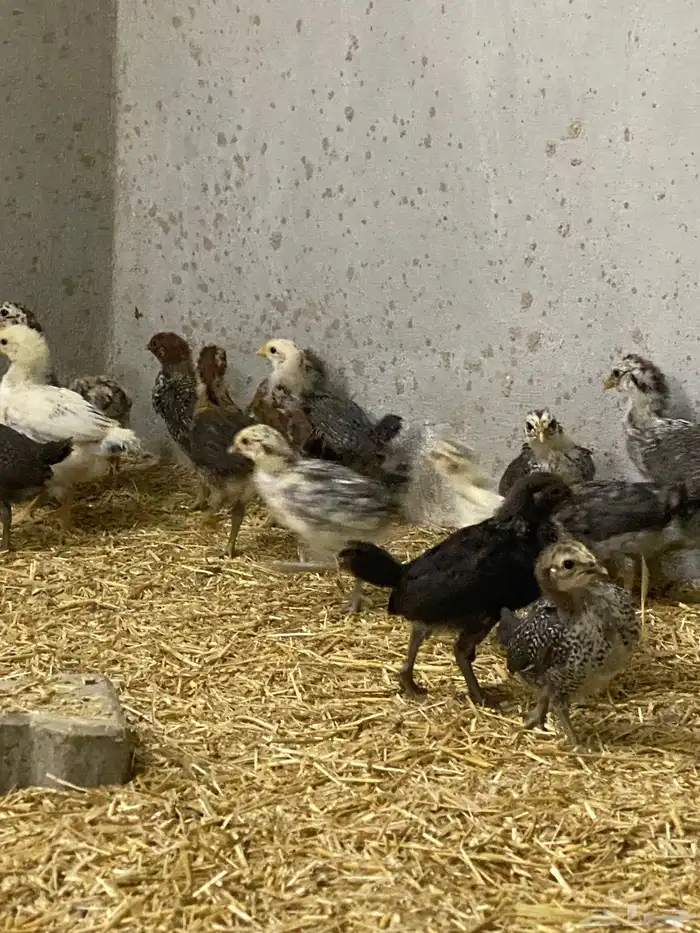 صيصان بلدي وفرنسي للبيع 1