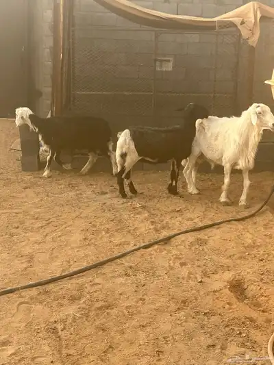 فحل جرى سديس ونعاج نجد index