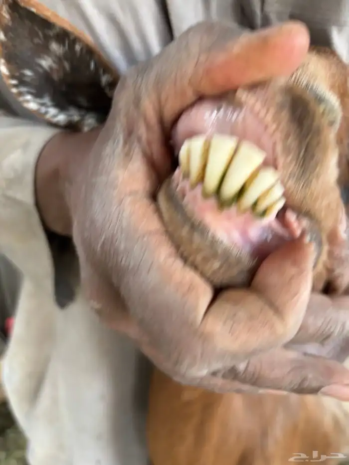 للبيع معزا دفيع ومضاريع 8