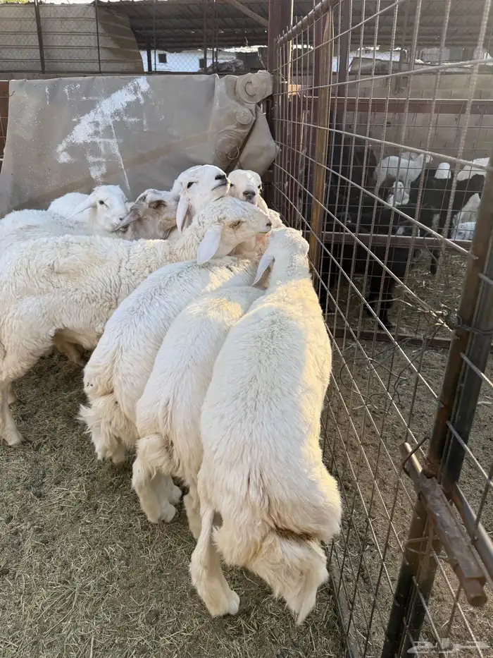 طليان وتيوس ذبايح نظيفه ع الشرط ( سلخ وتوصيل ) 0