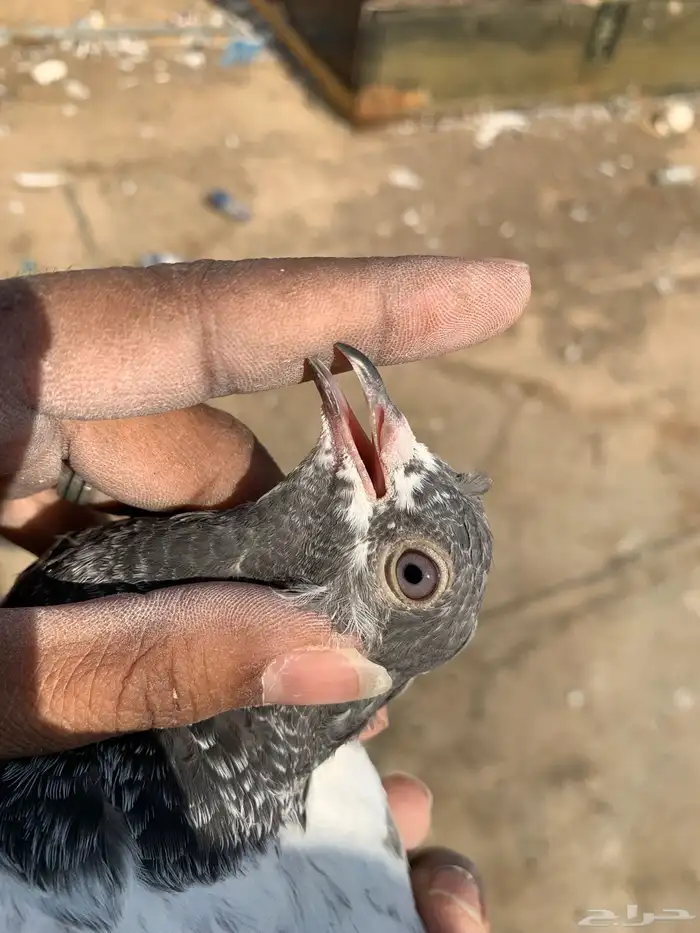 حمام بكستاني 11