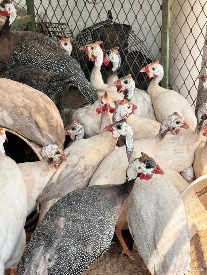 دجاج حبشي لون ابيض صك 2