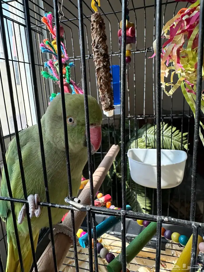 ببغاء الدرة 3