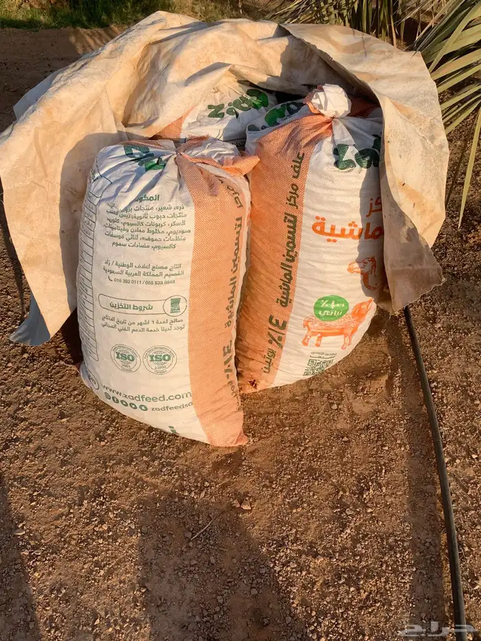 للبيع تمر علف 4