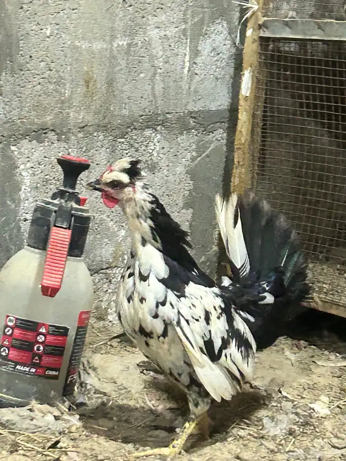 طقم دجاج بطريقي 3