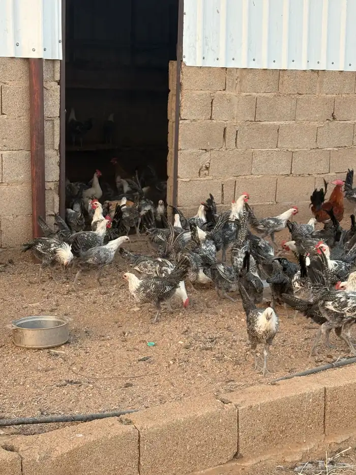 للبيع دجاج 2