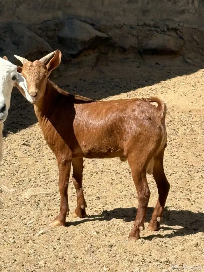 السلام عليكم تيس الموقع احد رفيده 0