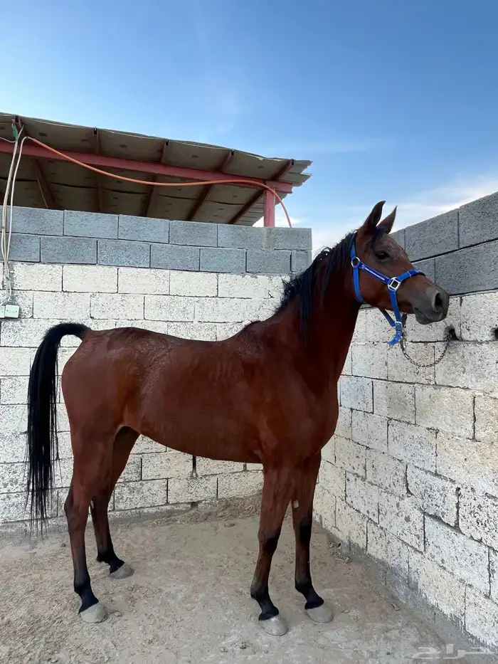 فرس واهو كفو 7