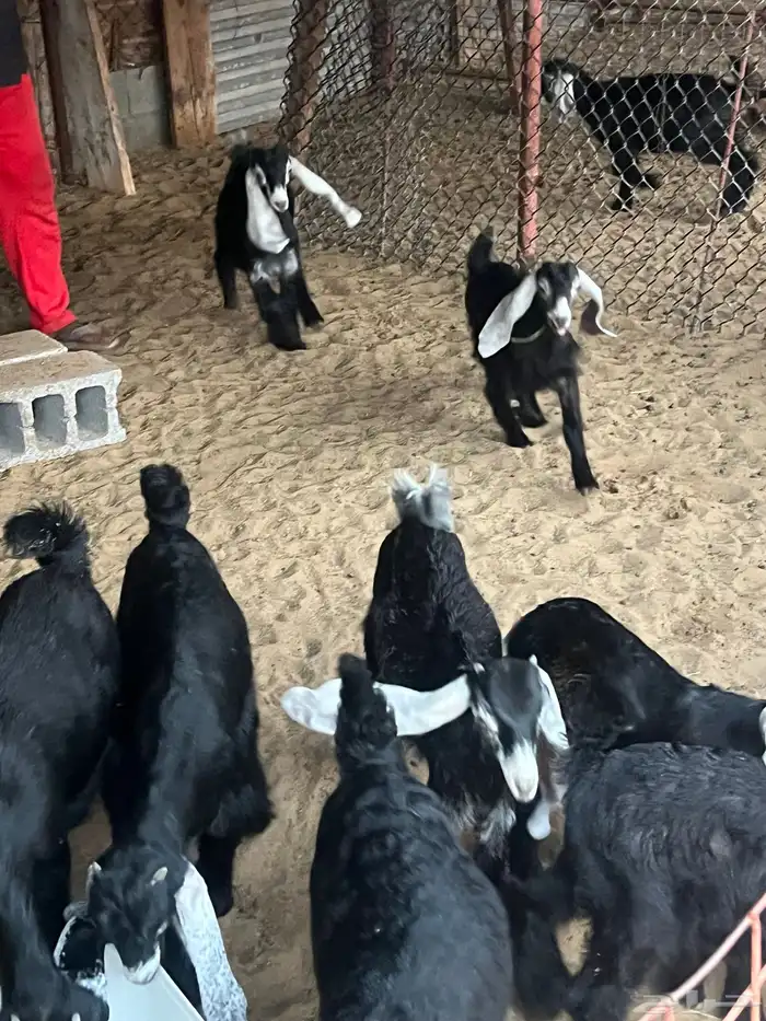 تيوس للبيع العدد (9) شررط صحه ونظافه 0